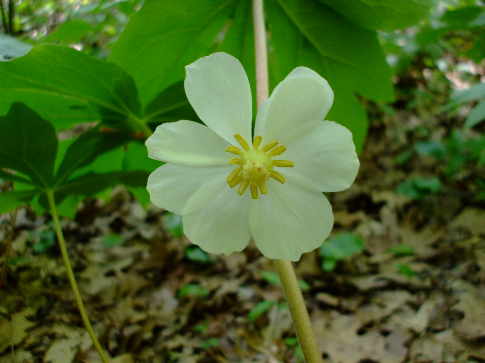 Podophyllum peltatum